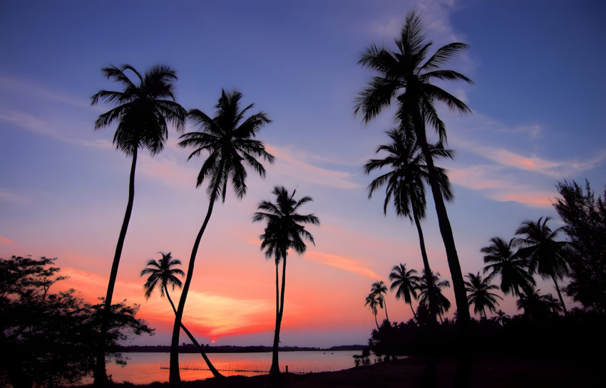 Beautiful Palm Tree Desktop Image