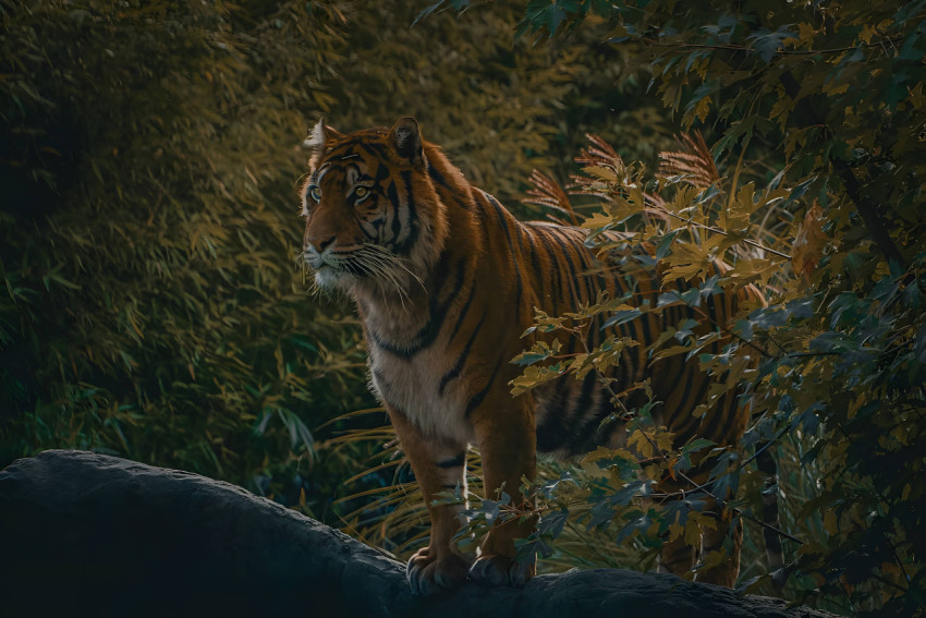 Tiger Standing in Forest Wallpaper For Desktop