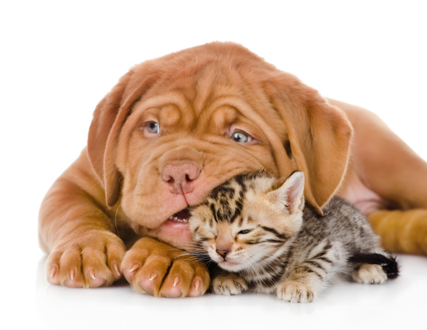 Goofy Ahh  Cute Doggy And Cat Picture for Your Desktop Today 4K