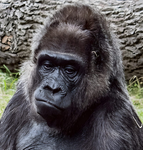 Gorilla with Wise Eyes Mobile Image