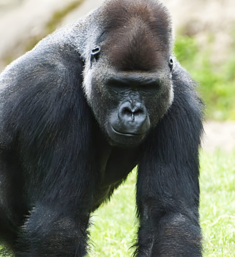Gorilla in Peaceful Forest Mobile Photo