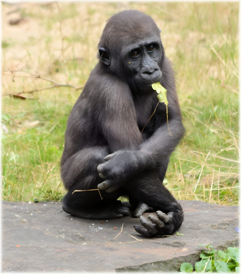 Gorilla in Soft Light Mobile Background