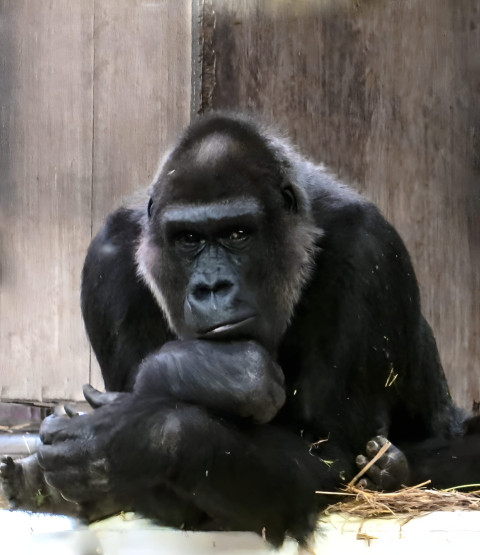 Gorilla in Stillness Mobile Photo