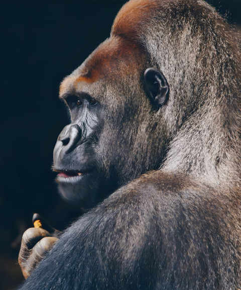 Gorilla Side Profile Mobile Wallpaper