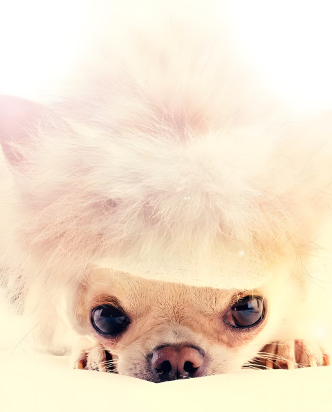 Goofy Ahh Mobile Wallpaper to Brighten Your Phone