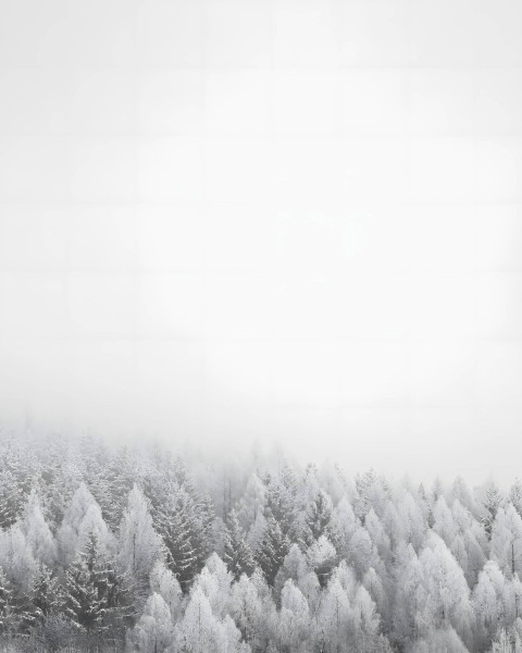 White Snowy Pathway Image Wallpaper