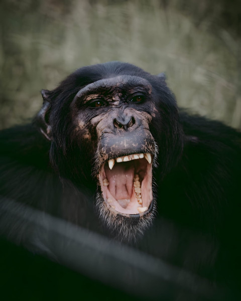 Gorilla with Fierce Look Mobile Image