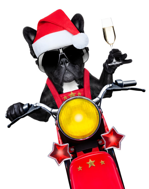 Goofy Ahh Black Dog Smartphone Background for All Device 4K