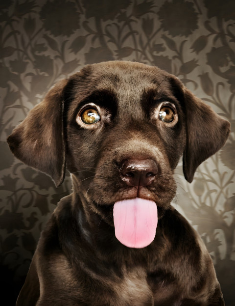 Download Goofy Ahh Phone Wallpaper Now