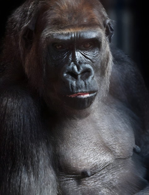 Gorilla in Morning Dew Mobile Wallpaper