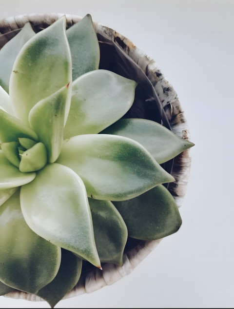 Sage Green Mobile Photo Download