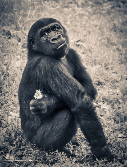 Gorilla Portrait Mobile Image