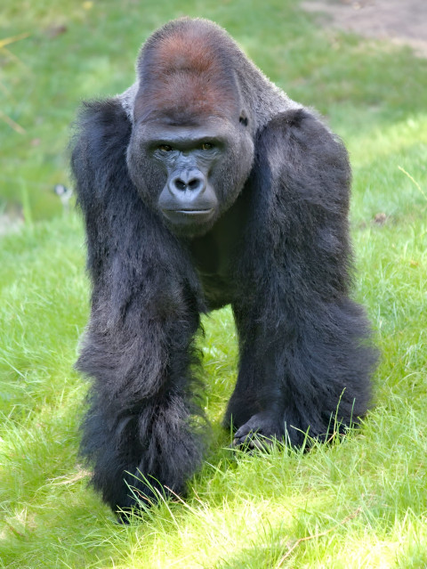 Gorilla Standing Tall Mobile Wallpaper