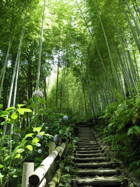 Morning Dew on Bamboo Phone Image