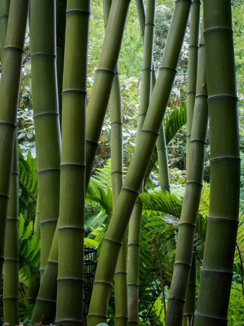 Wind in Bamboo Forest Wallpaper