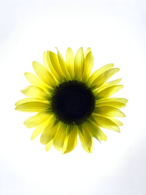 White Flower Background For Mobile