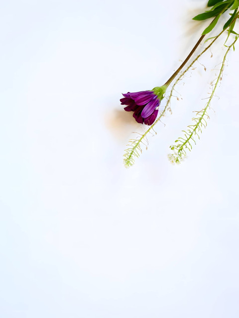 White Background Flower Picture in 4K