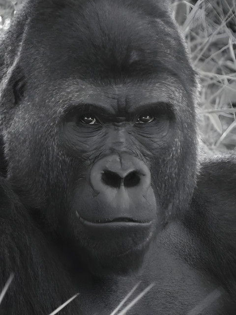 Gorilla Face Close Up Mobile Photo