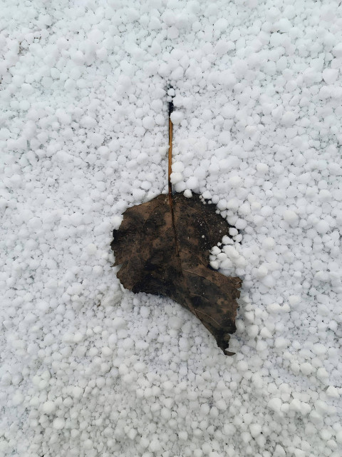 Icy Snow Flake Dream Photo