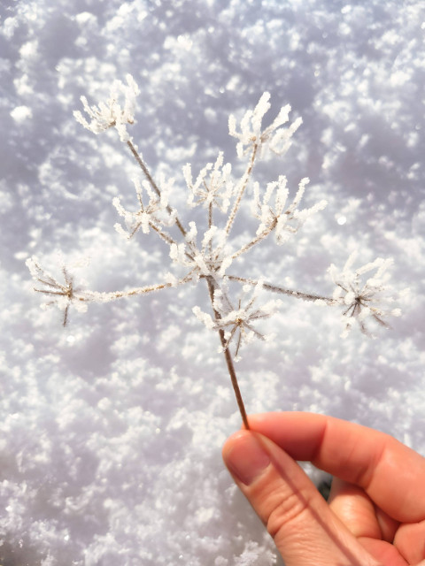 Snow Flake Beauty Wallpaper