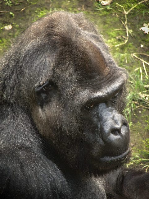 Gorilla in Gentle Light Mobile Wallpaper