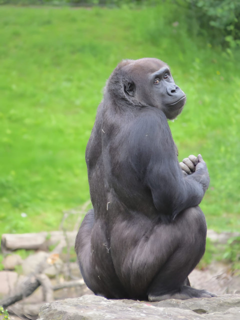 Gorilla in Tranquil Scene Mobile Photo