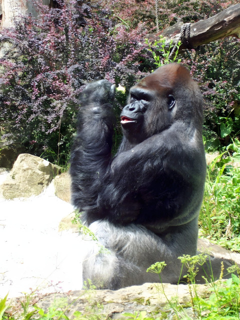 Gorilla in Majestic Pose Mobile Wallpaper