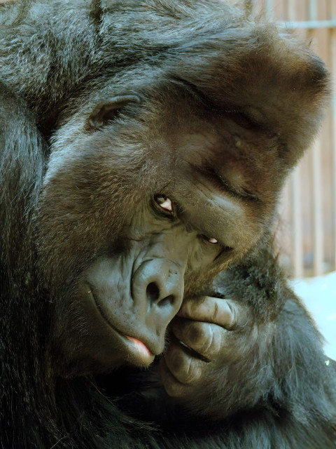 Gorilla in Quiet Light Mobile Wallpaper