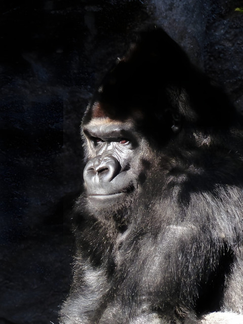 Gorilla Yawning Mobile Background