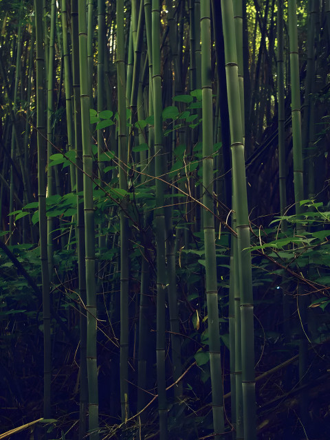 Bamboo Shadows Phone Background 4K