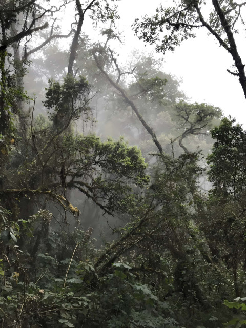 Vibrant Jungle Canopy with Towering Trees