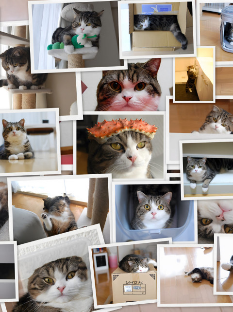 Playful Cat Photos for Free Download