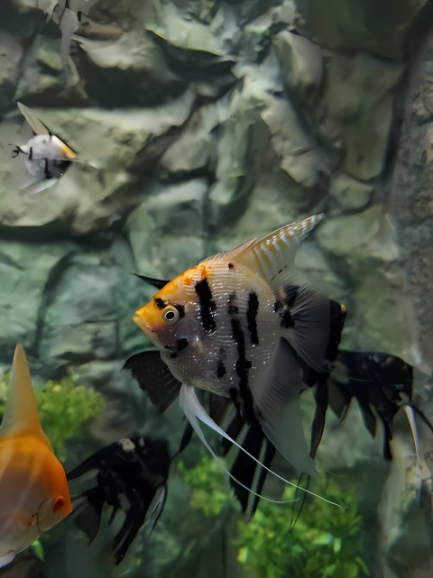 Vibrant Fish Photo to Beautify Your Phone