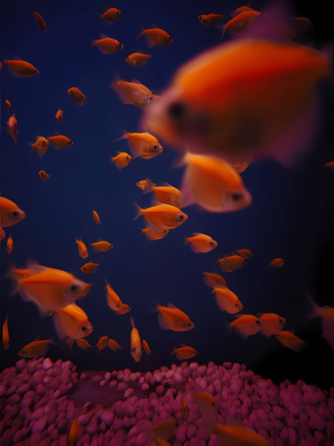 4K Vibrant Fish Image for Stunning Screen Decor