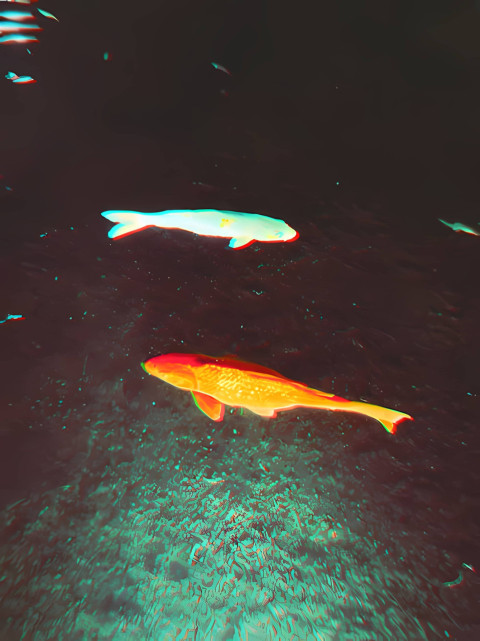 HD Tropical Fish Pic for Gorgeous Mobile Design