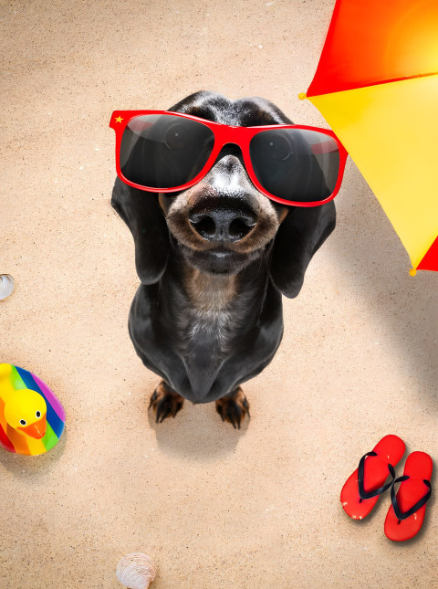 Goofy Ahh Mobile Wallpaper to Download Free