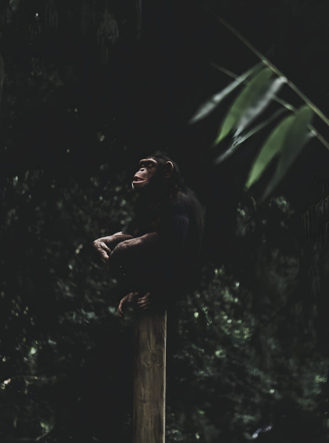 Gorilla in Tranquil Jungle Mobile Wallpaper