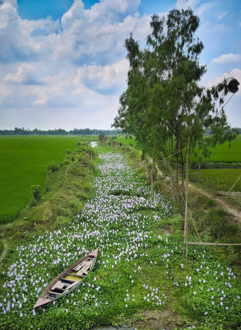 A rustic boat and water hyacinths create a picturesque scene in the Bangladeshi countryside.