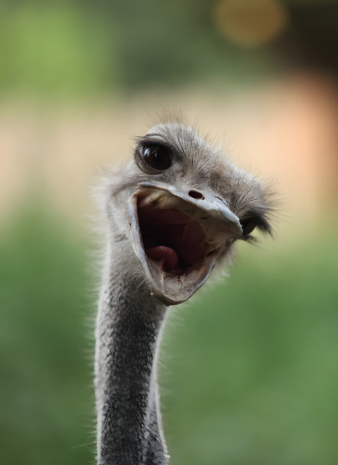 Goofy Ahh HD Mobile Wallpaper for Smartphone