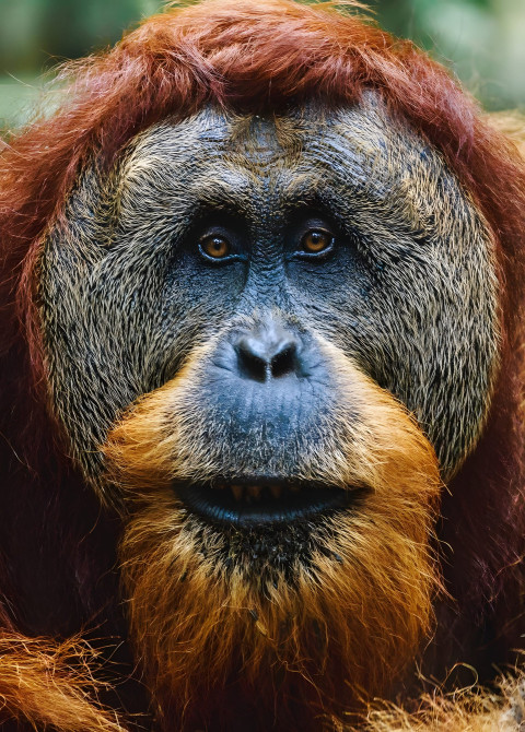 Gorilla in Soft Focus Mobile Background