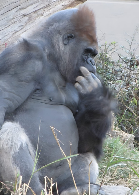 Gorilla 4K Mobile Background