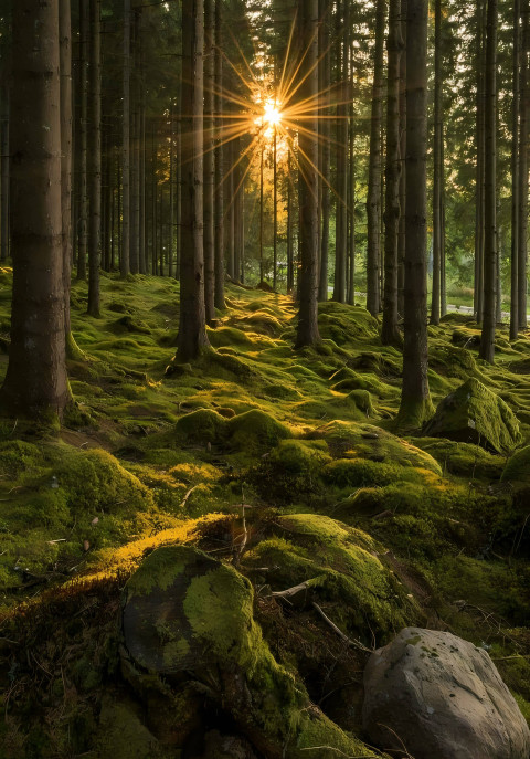 Lush Green Forest Mobile Background 4K