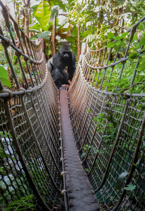 Gorilla Behind Leaves Mobile Wallpaper