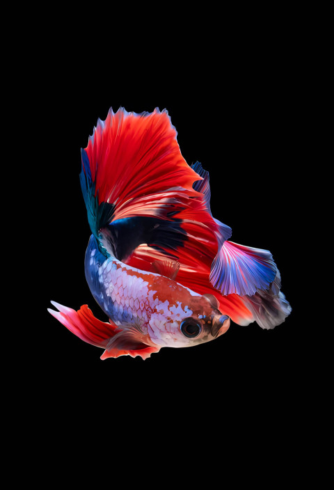 Colorful Fish Wallpaper for Your Screen