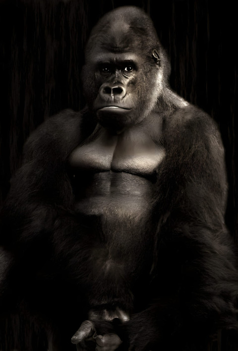 Gorilla Dark Mobile Wallpaper