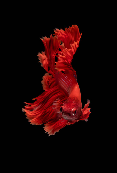 Stunning Fish Wallpaper for Mobile