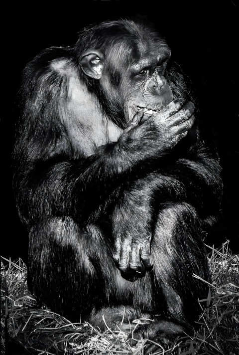 Gorilla in Black and White Mobile Wallpaper