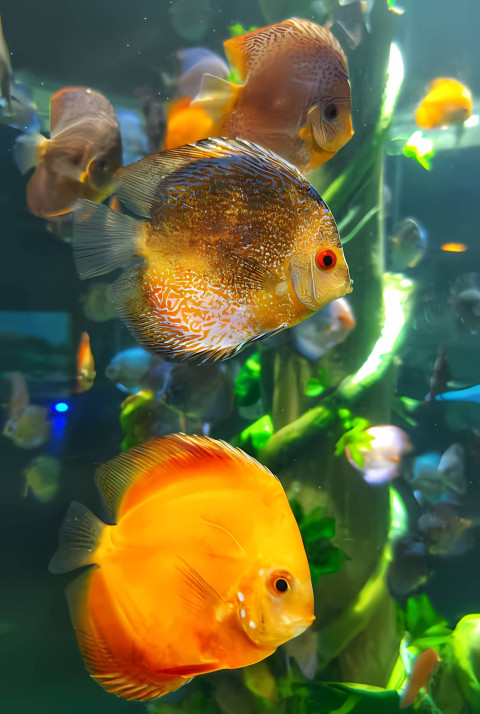 4K Fish Image for a Peaceful Phone Wallpaper