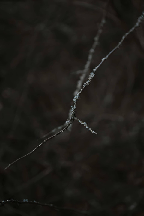 Snow Crystal Beauty Image
