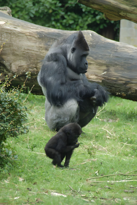 Gorilla Walking in Jungle Mobile Photo